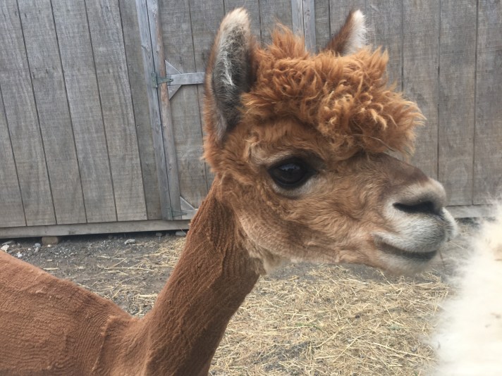 Port Hope Travel - Haute Goat - MousseTaco.com