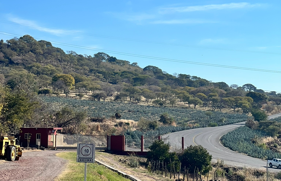 Agave fields in Mexico tequila distillery